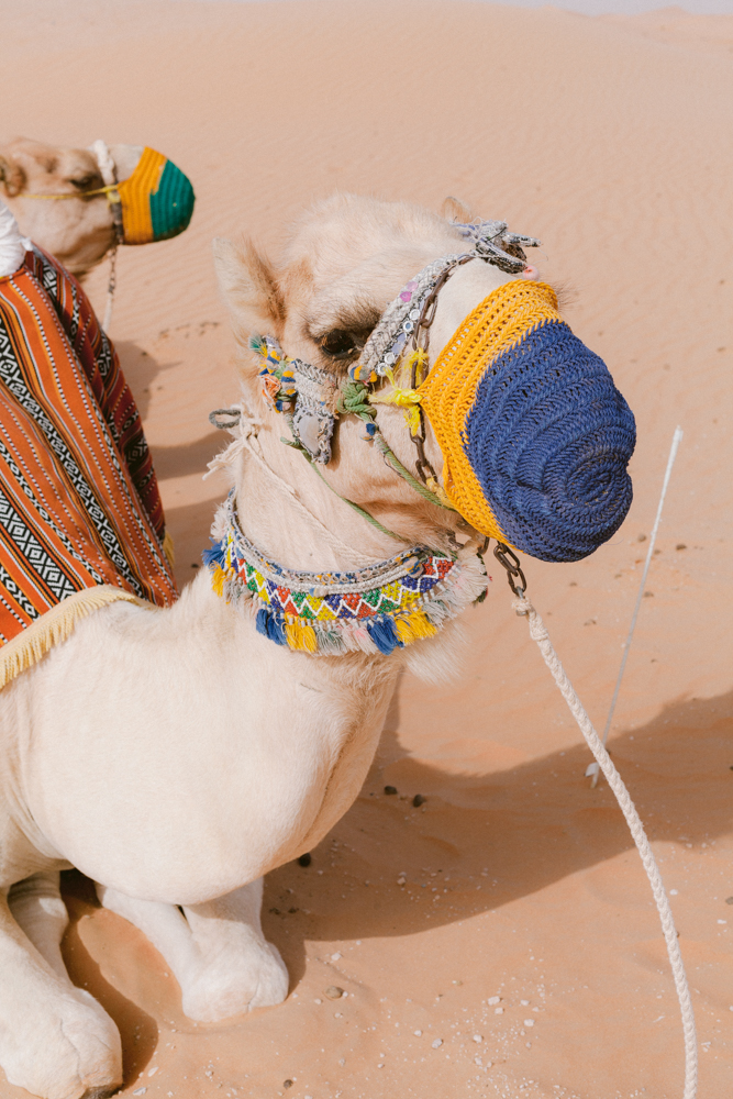  Arabian Night Village  - Camel Riding in the desert